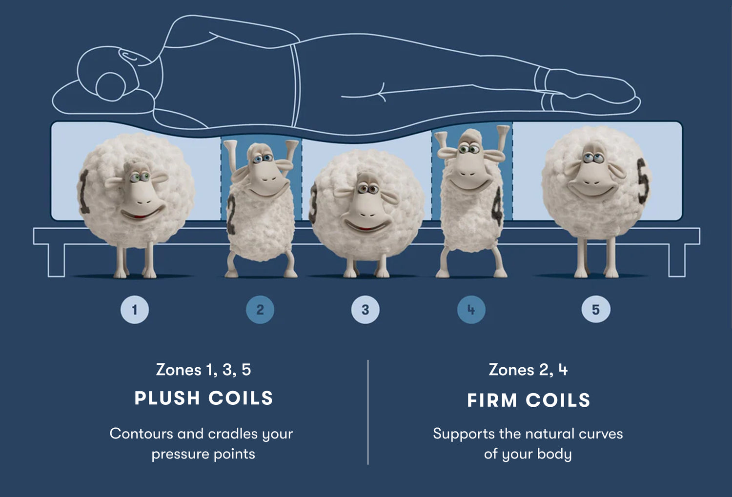 Image of Serta Sheeps holding up a silhouette of a woman laying on her right side on a mattress showing  the 5 zones of comfort
